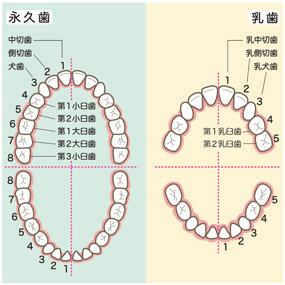 歯の構造